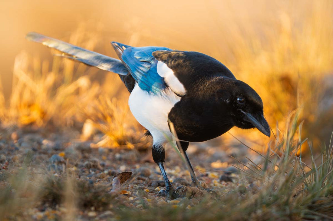 The Elegant Magpie