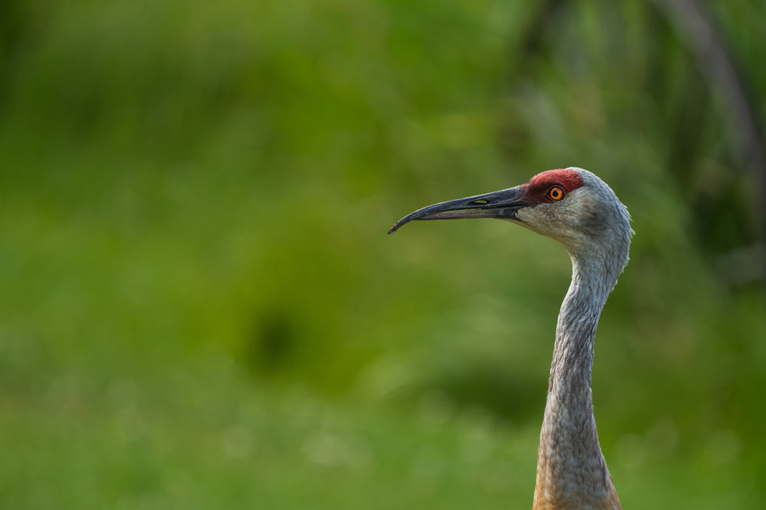The Curved Bill That Told a Story — Sandhill Cranes of Wyoming