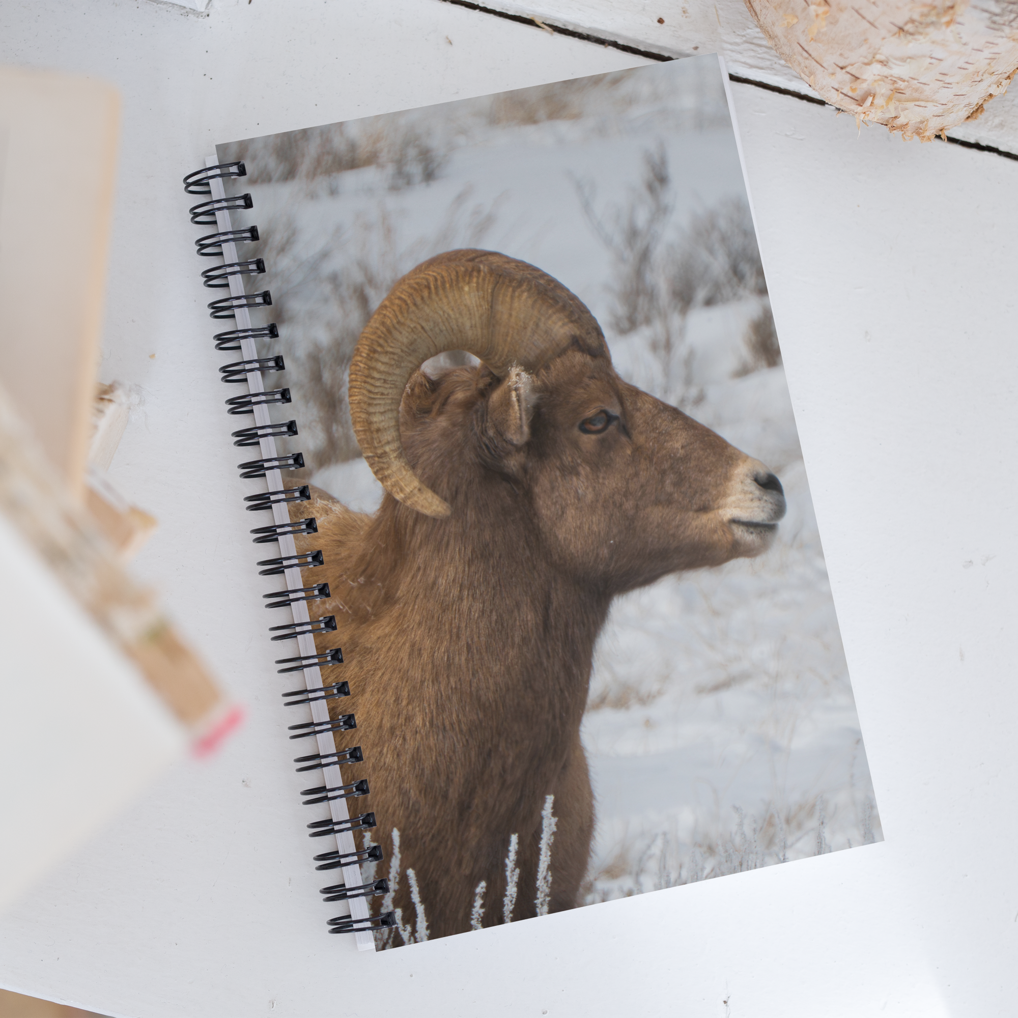 Notebook Moments with a Big Horn Sheep