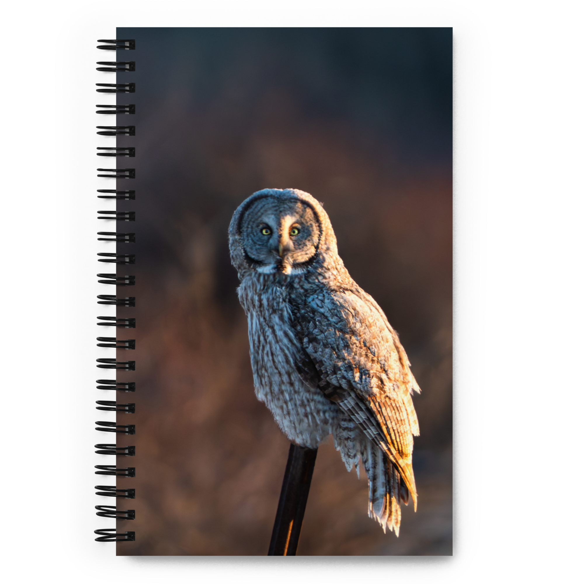 Where Night Meets Day — Owl Notebook