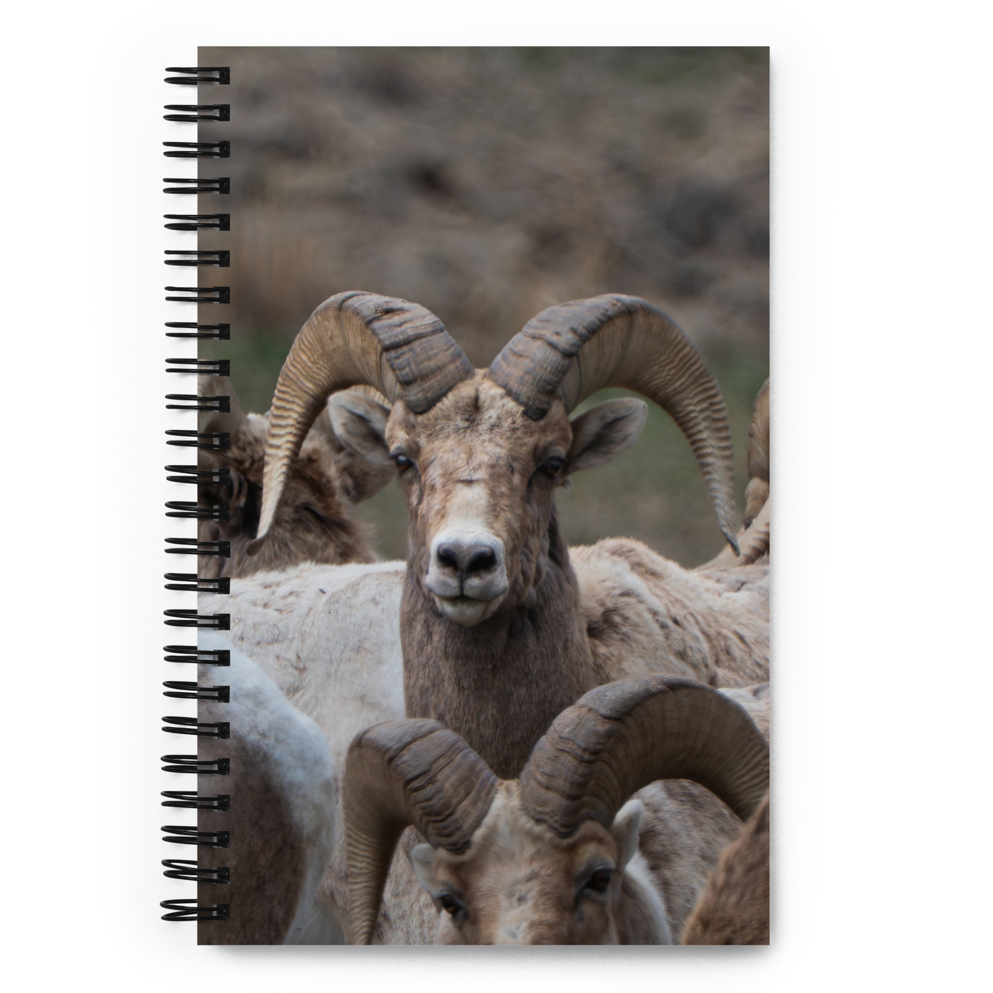 Witness the Wild — Bighorn Sheep Notebook
