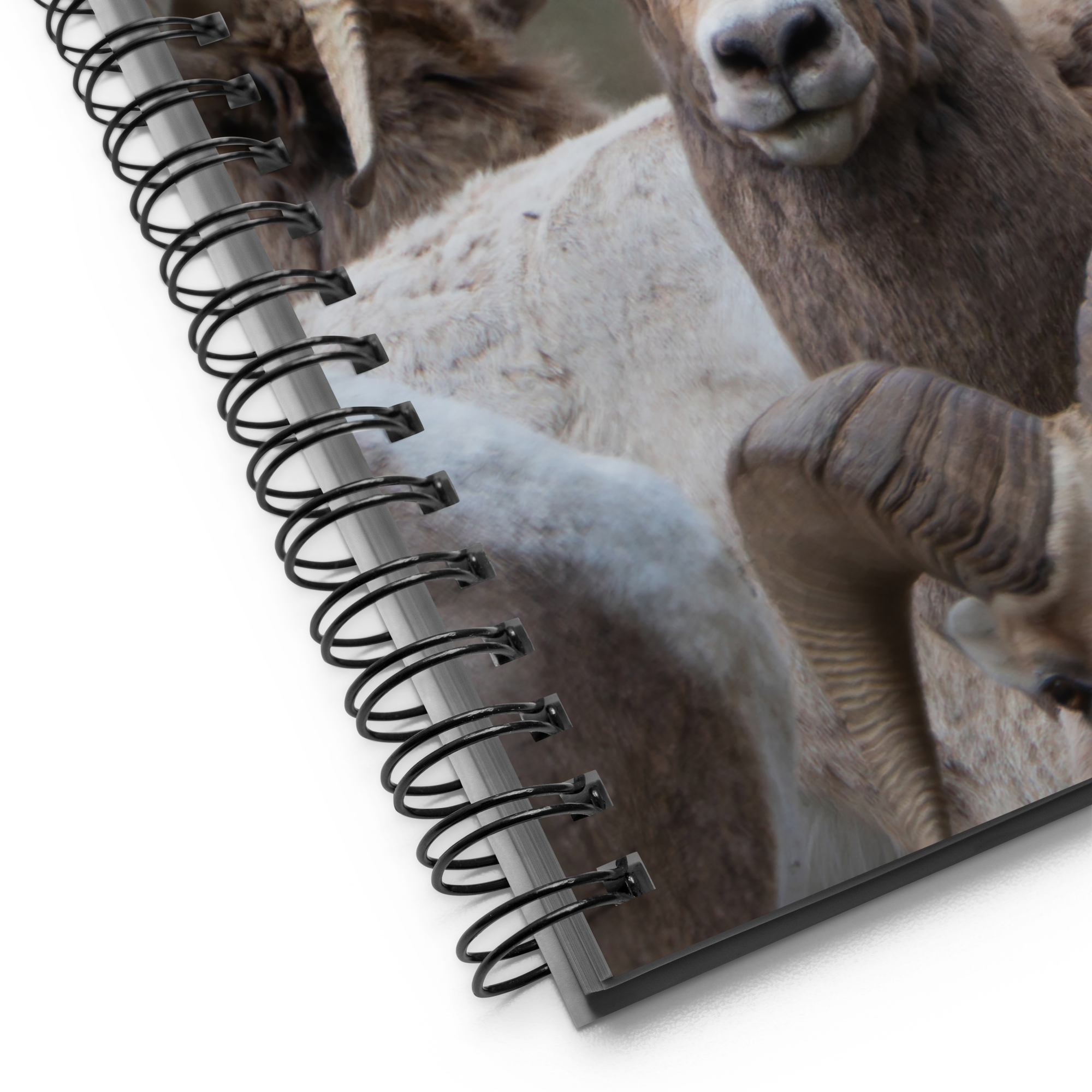 Witness the Wild — Bighorn Sheep Notebook