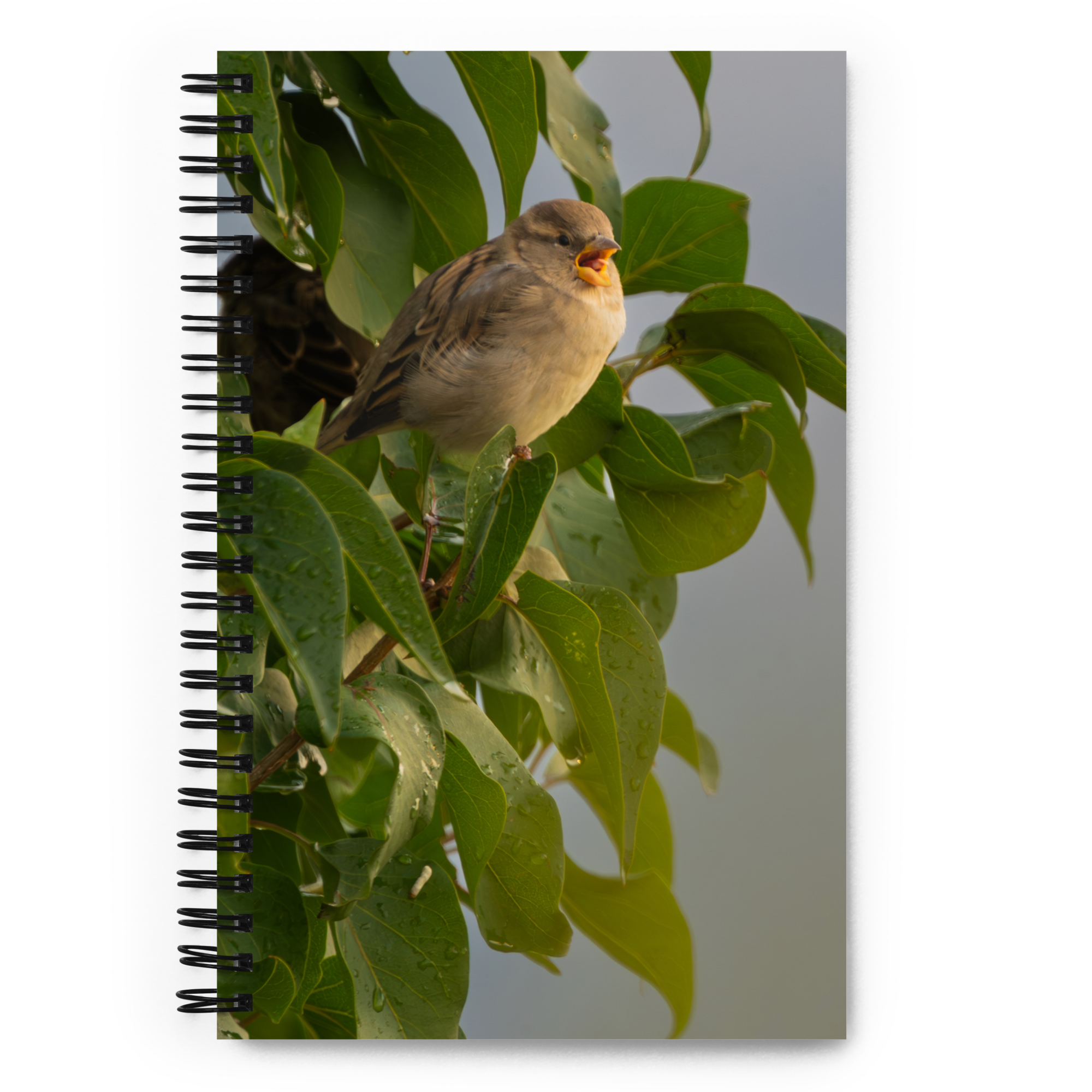Common Sparrow Spiral notebook