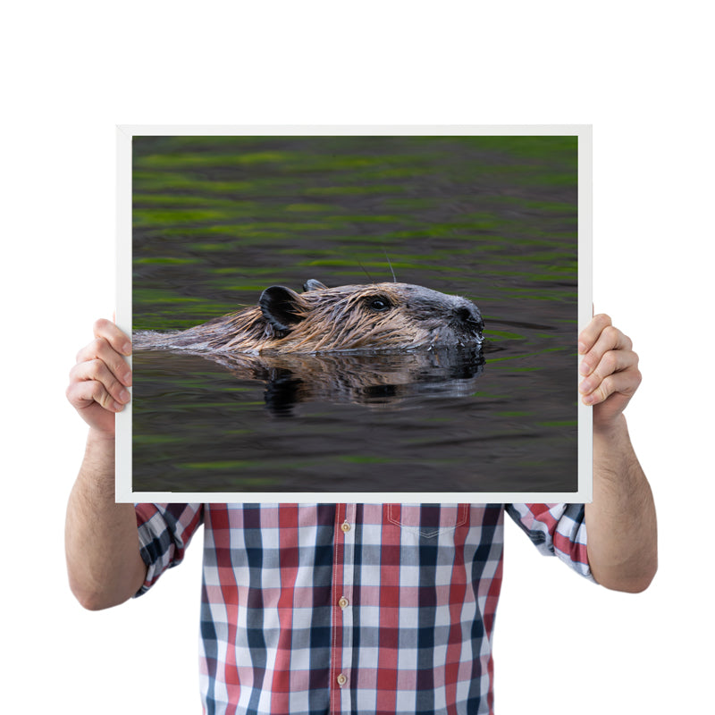 Beaver Print