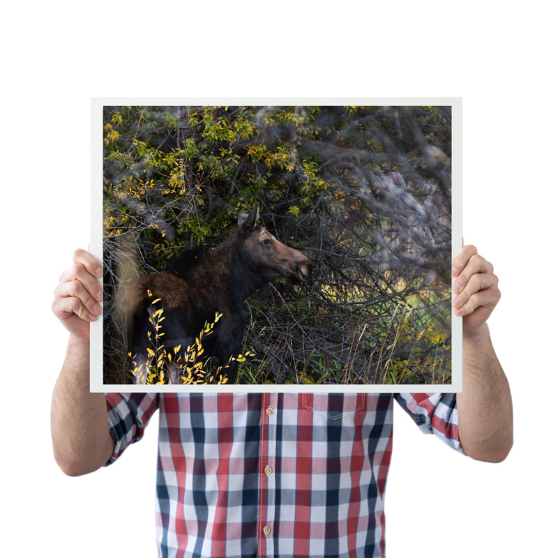 Echoes of Autumn: The Moose’s Path