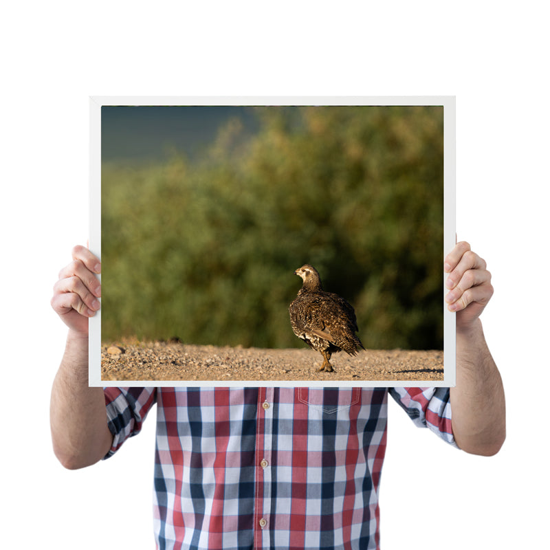 Sage Grouse Artwork