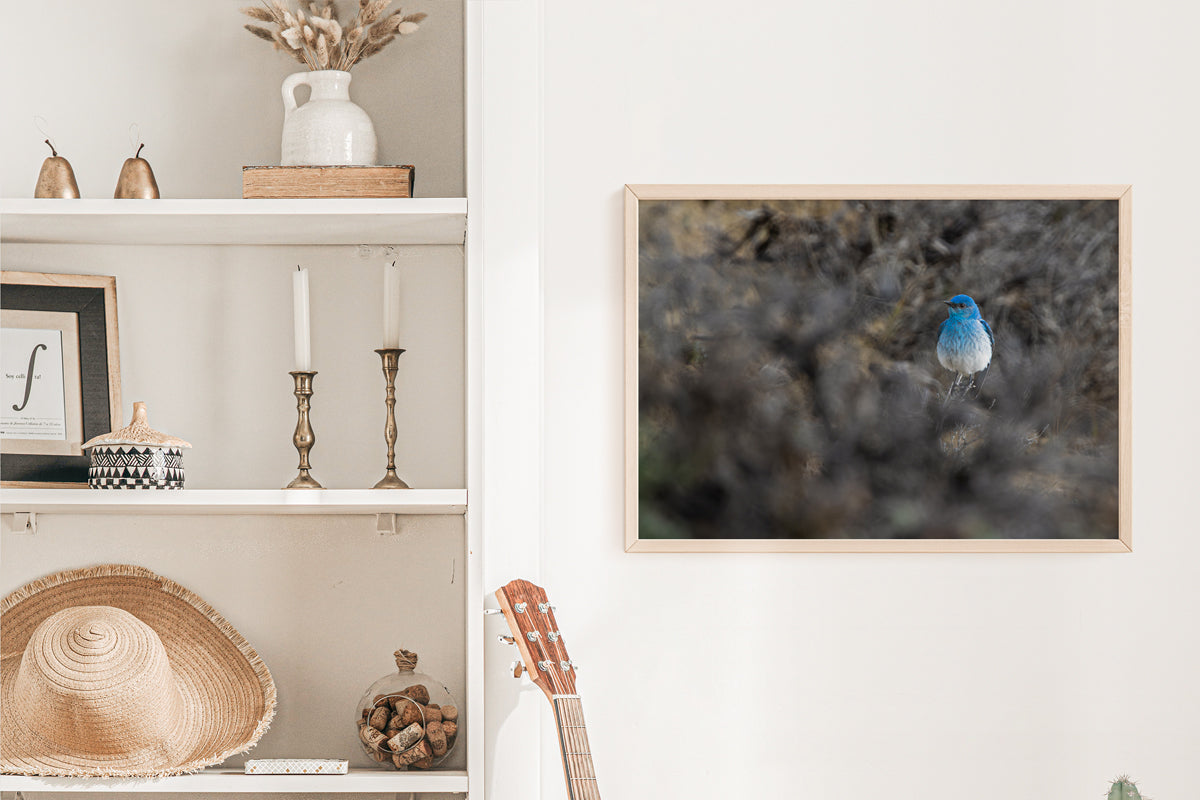 Bird Lover Gift: Mountain Bluebird Wall Art