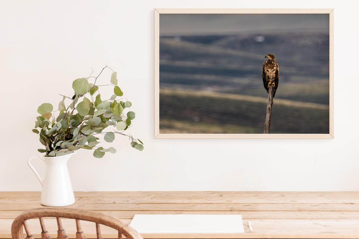 Bird Lover Gift: Bald Eagle Wall Art