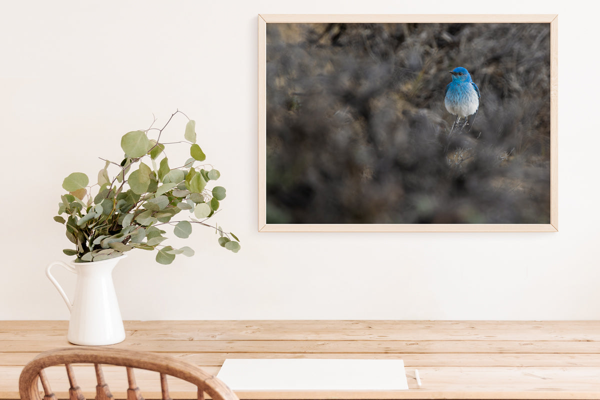 Bird Lover Gift: Mountain Bluebird Wall Art