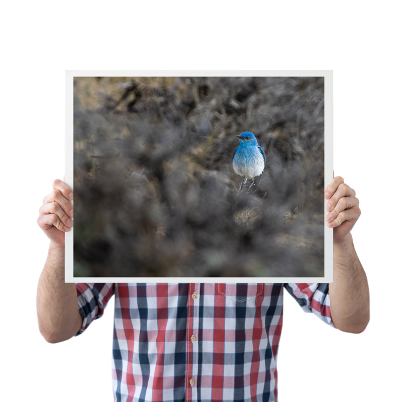Bird Lover Gift: Mountain Bluebird Wall Art