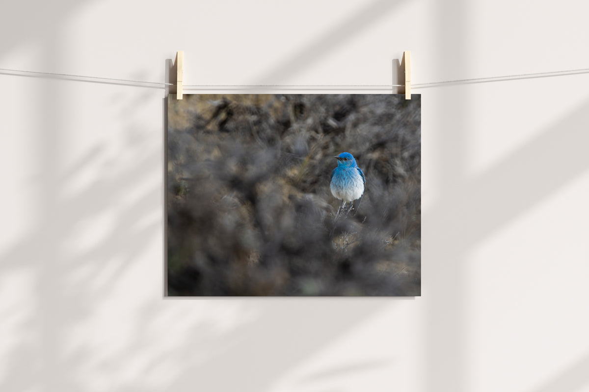 Bird Lover Gift: Mountain Bluebird Wall Art