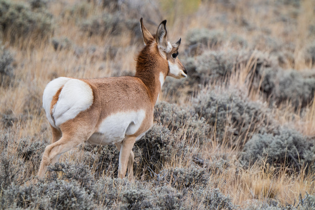 Sacred Roam: A Gift from God