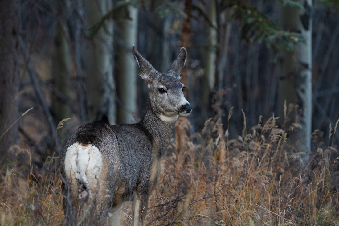 Listening to Creation
