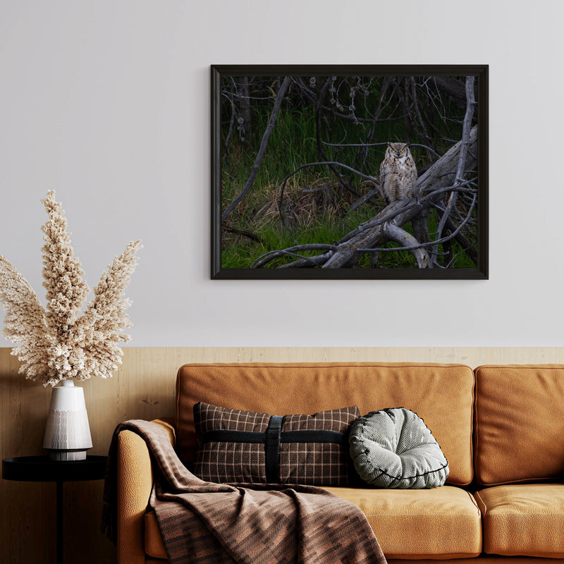 Owl Wall Art