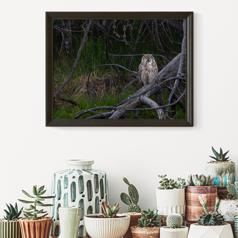 Owl Wall Art