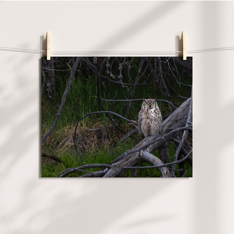 Owl Wall Art