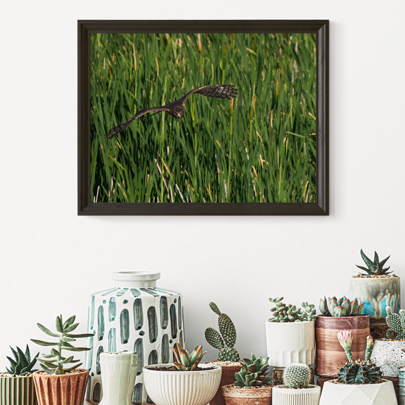 Northern Harrier Artwork
