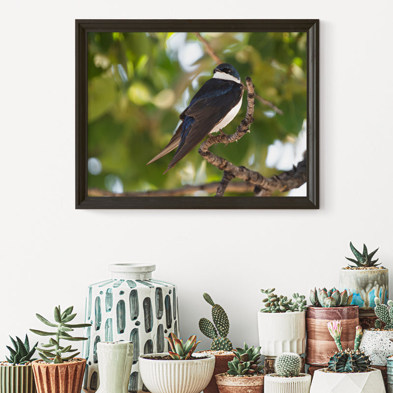 Tree Swallow Wall Art