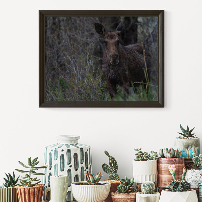 Moose Wall Art