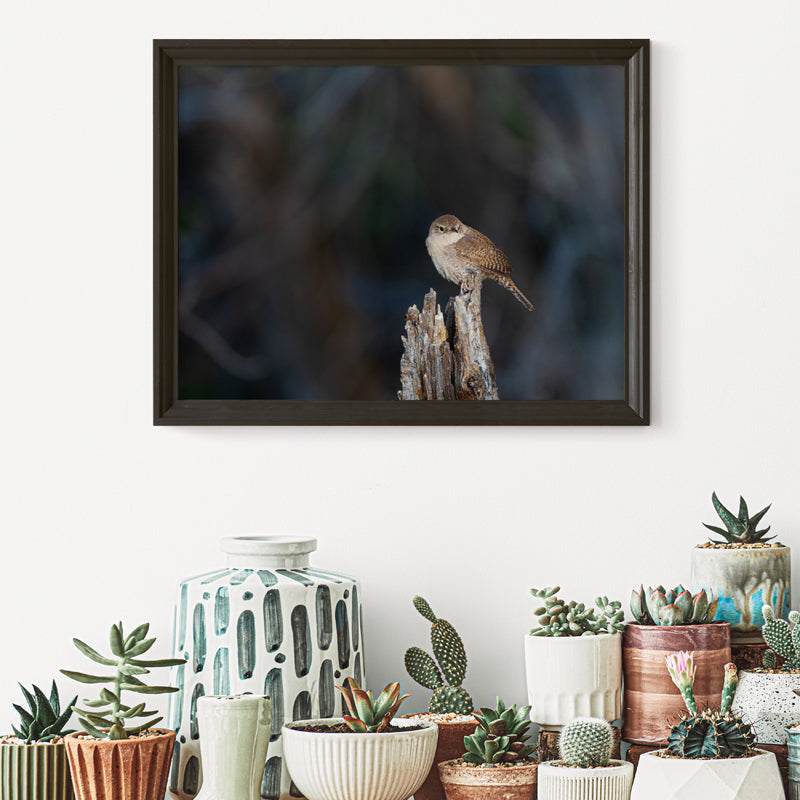 Wren Wall Art
