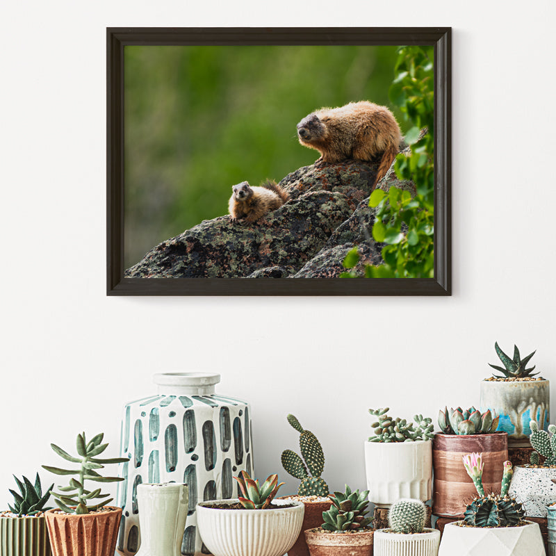 Marmot Wall Art