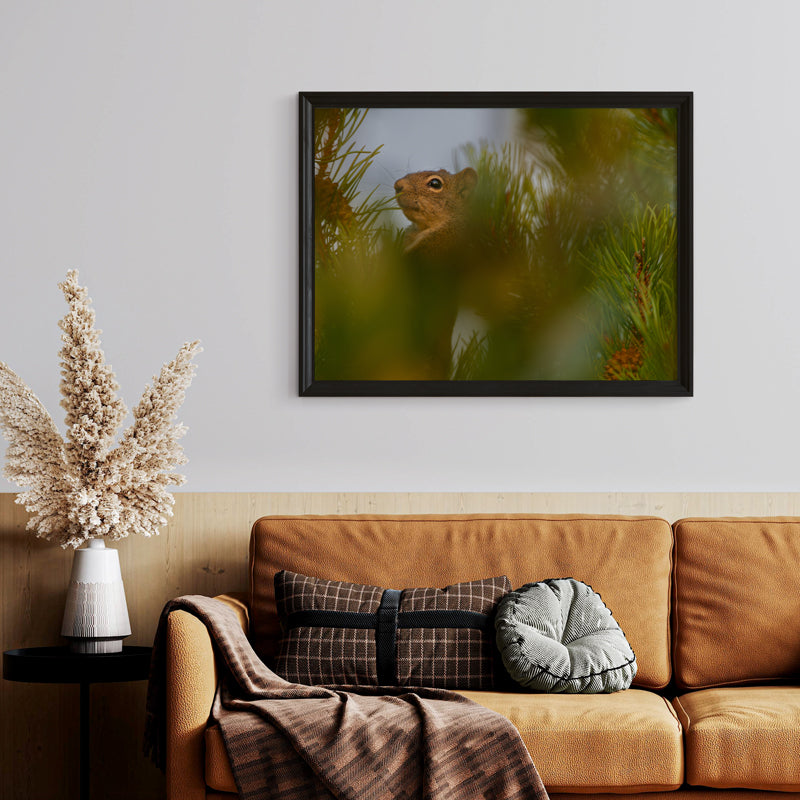 Squirrel Wall Art