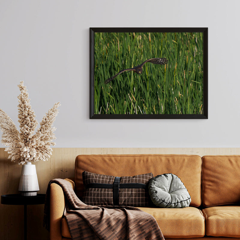 Northern Harrier Artwork