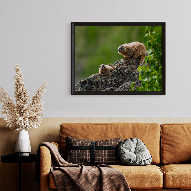 Marmot Wall Art