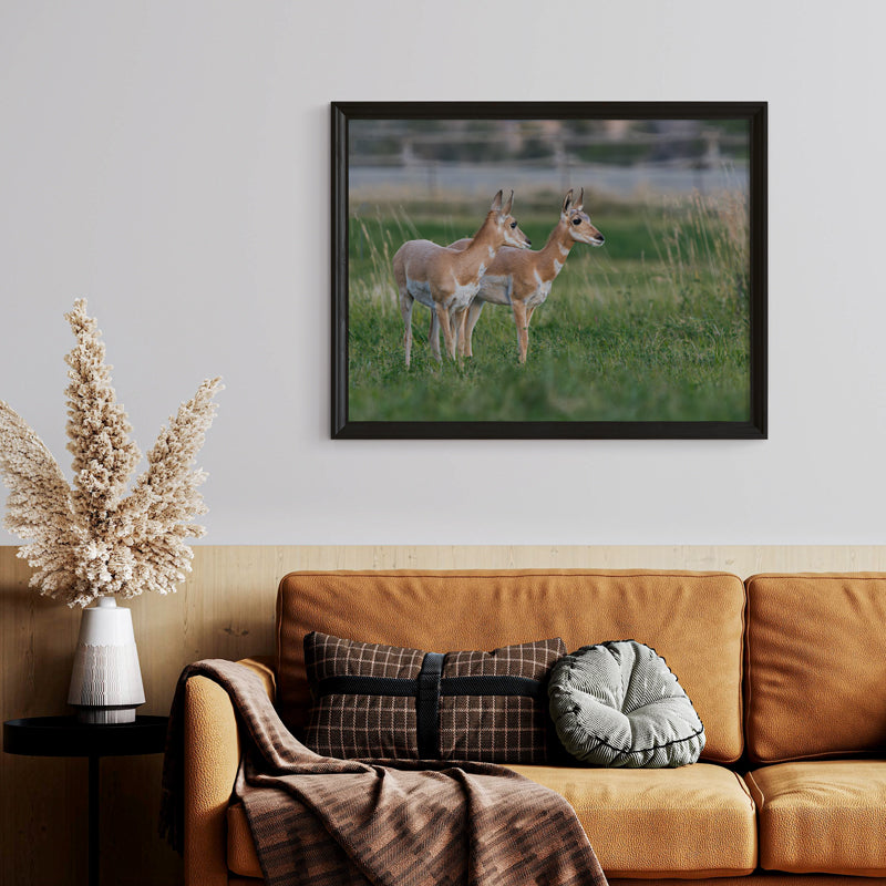 Pronghorn Wall Art
