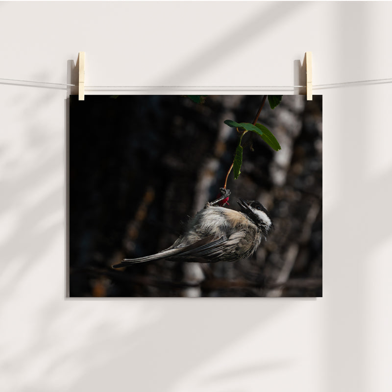 Chickadee Wall Art