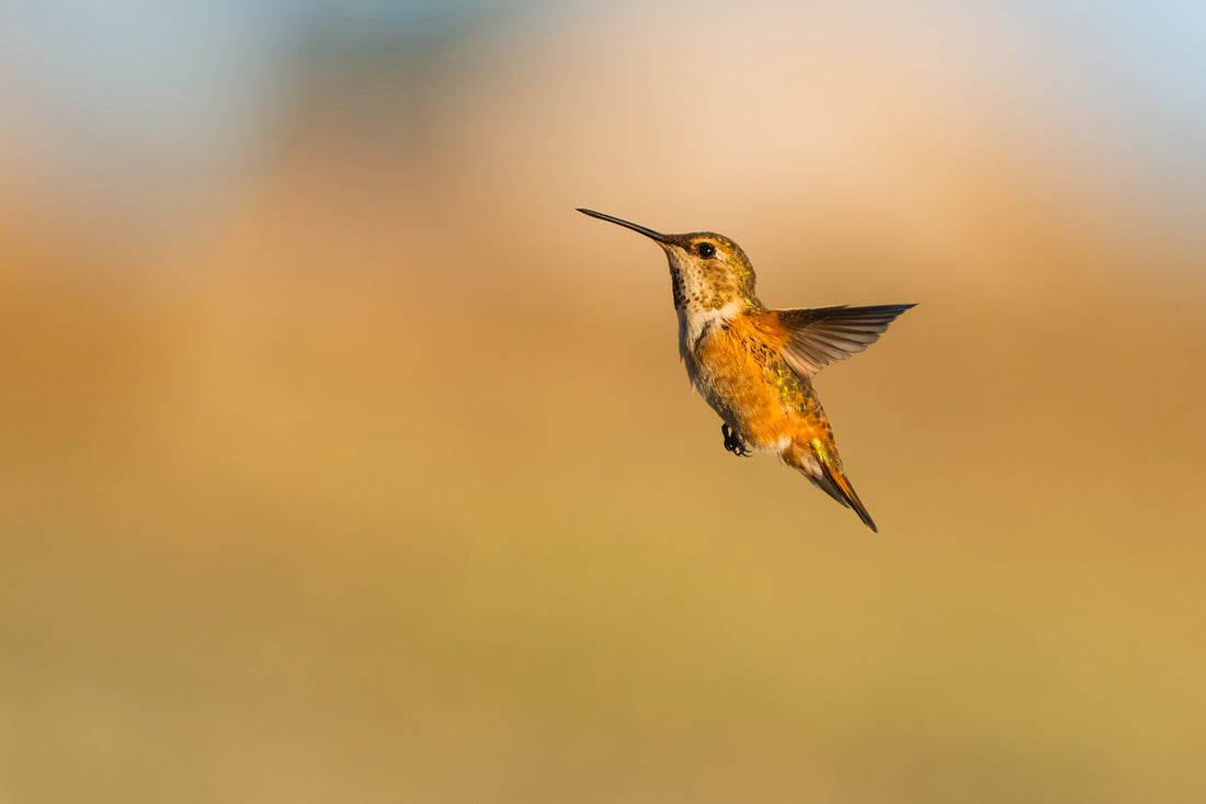 Wings of Praise