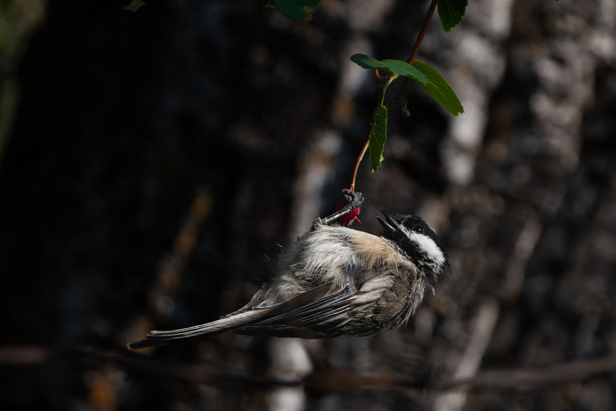 Chickadee Wall Art
