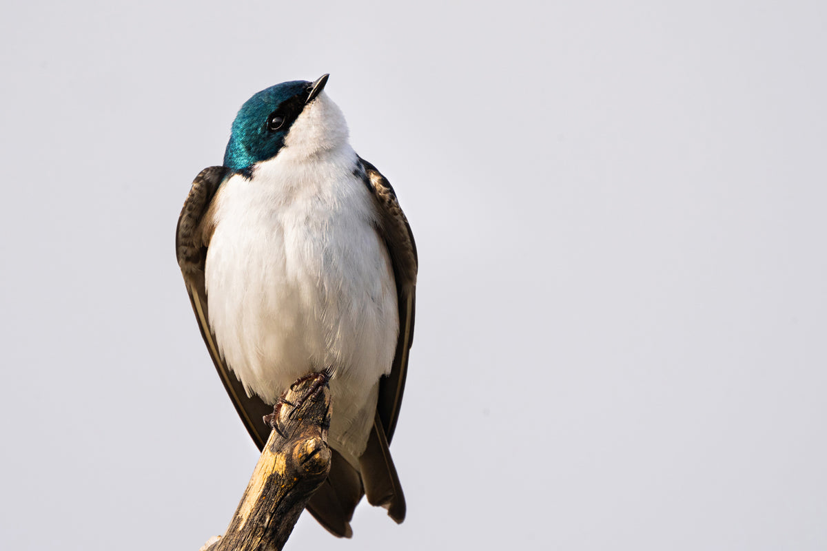 Bird Lover Gift: Tree Swallow Wall Art 2
