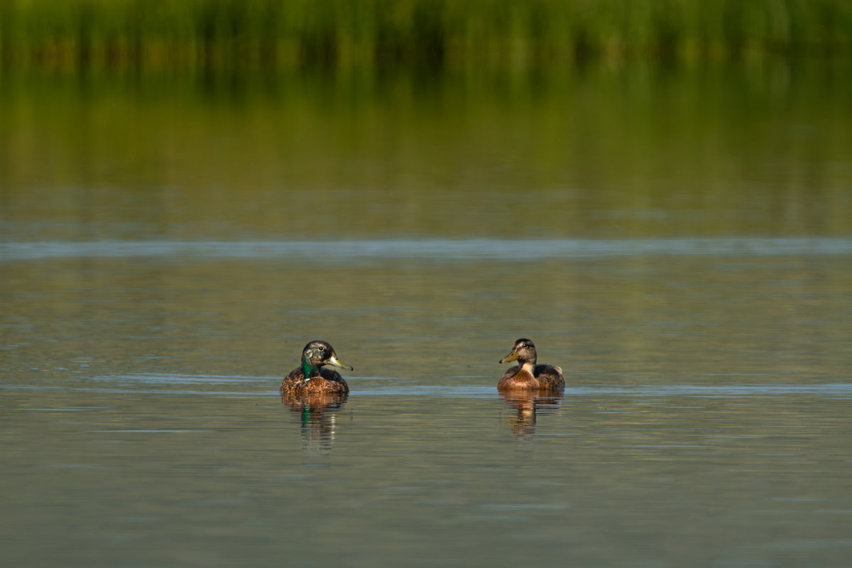 Duck Artwork