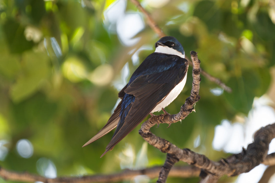 Tree Swallow Wall Art