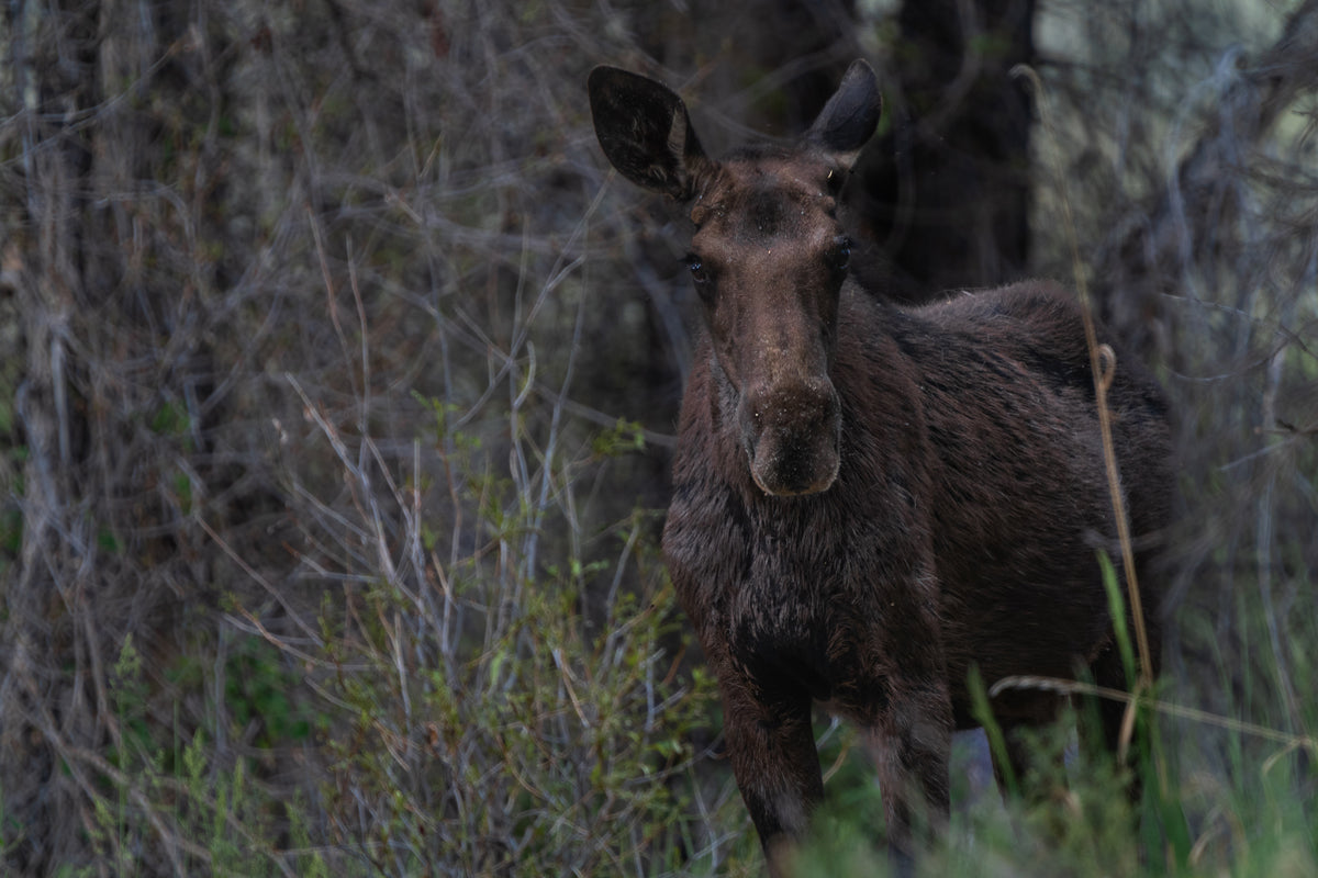 Moose Wall Art
