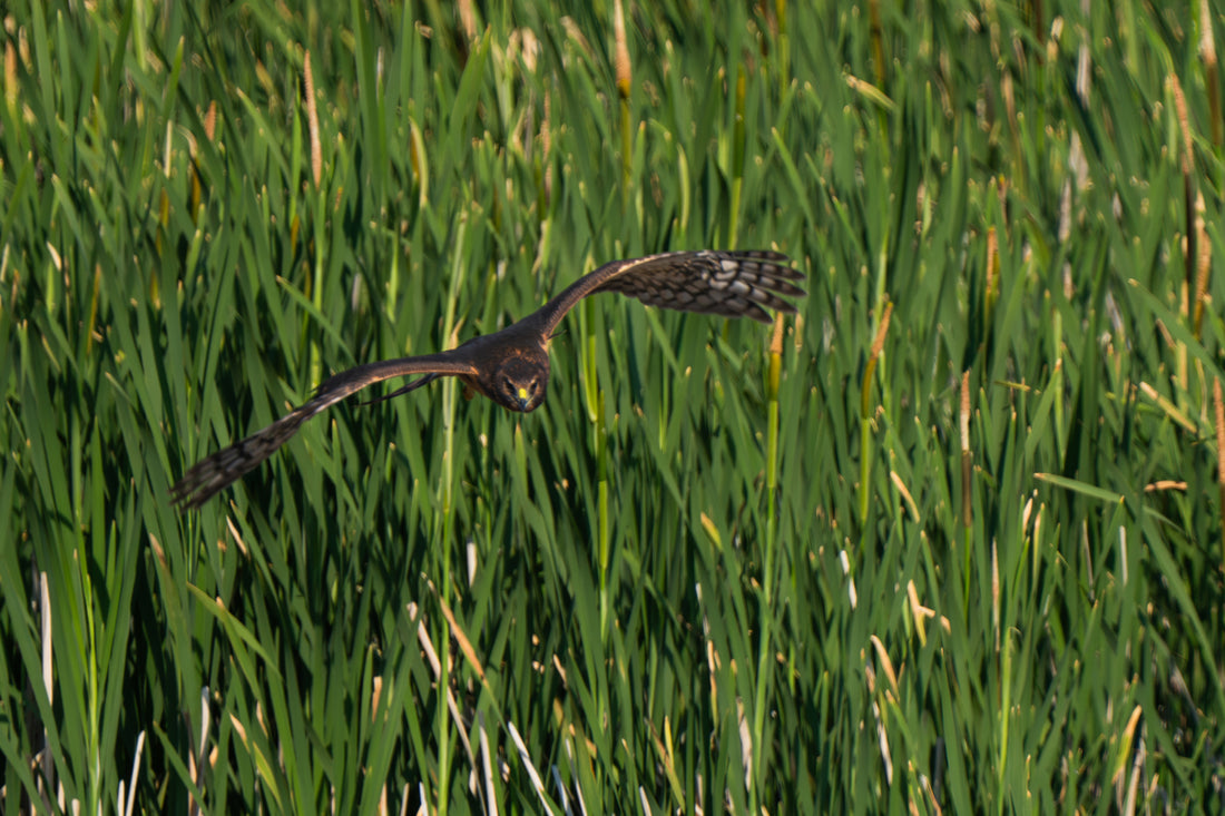 Northern Harrier Artwork