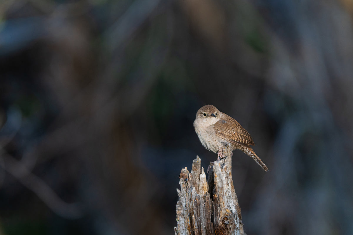 Wren Wall Art
