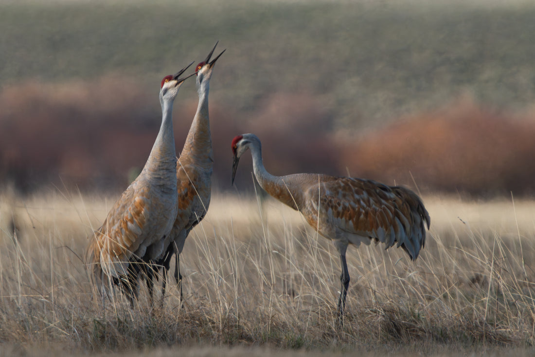 The Sandhill Cranes Singing for Me