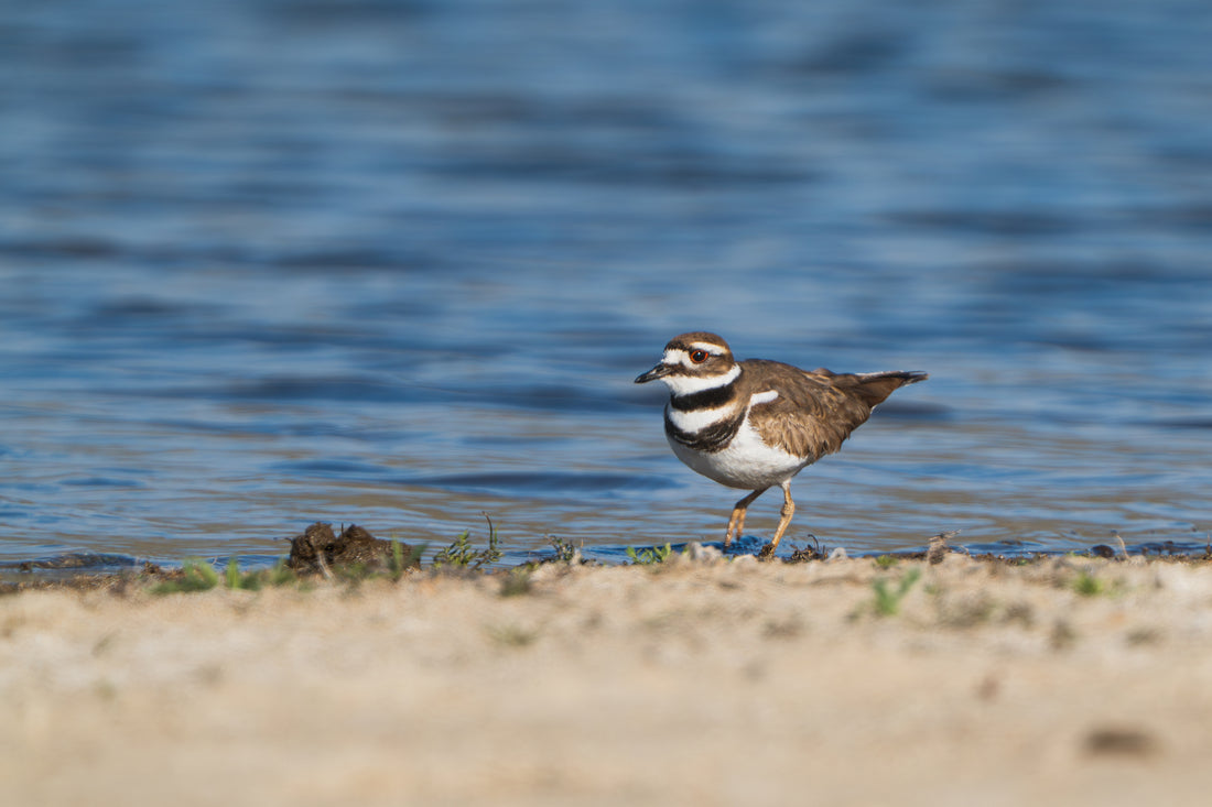 The Killdeer That Almost Got Away