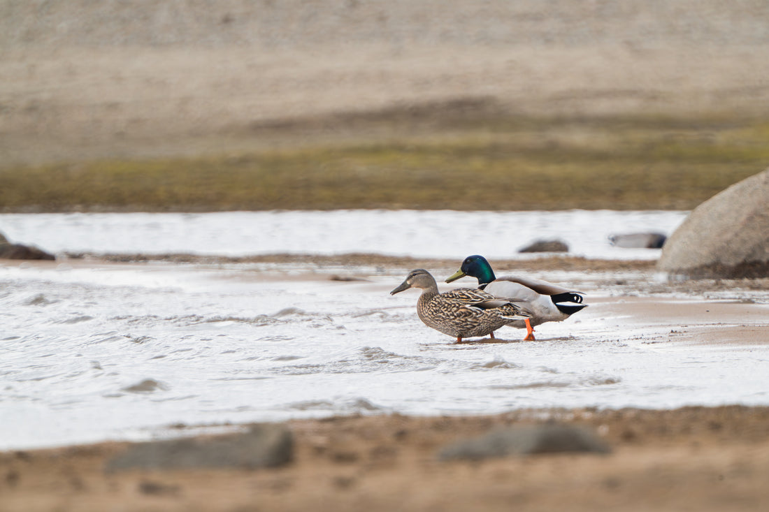 Mallards on a Date: A Moment Worth Stealing
