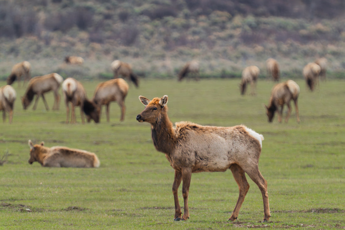 The Elk That Stared Back