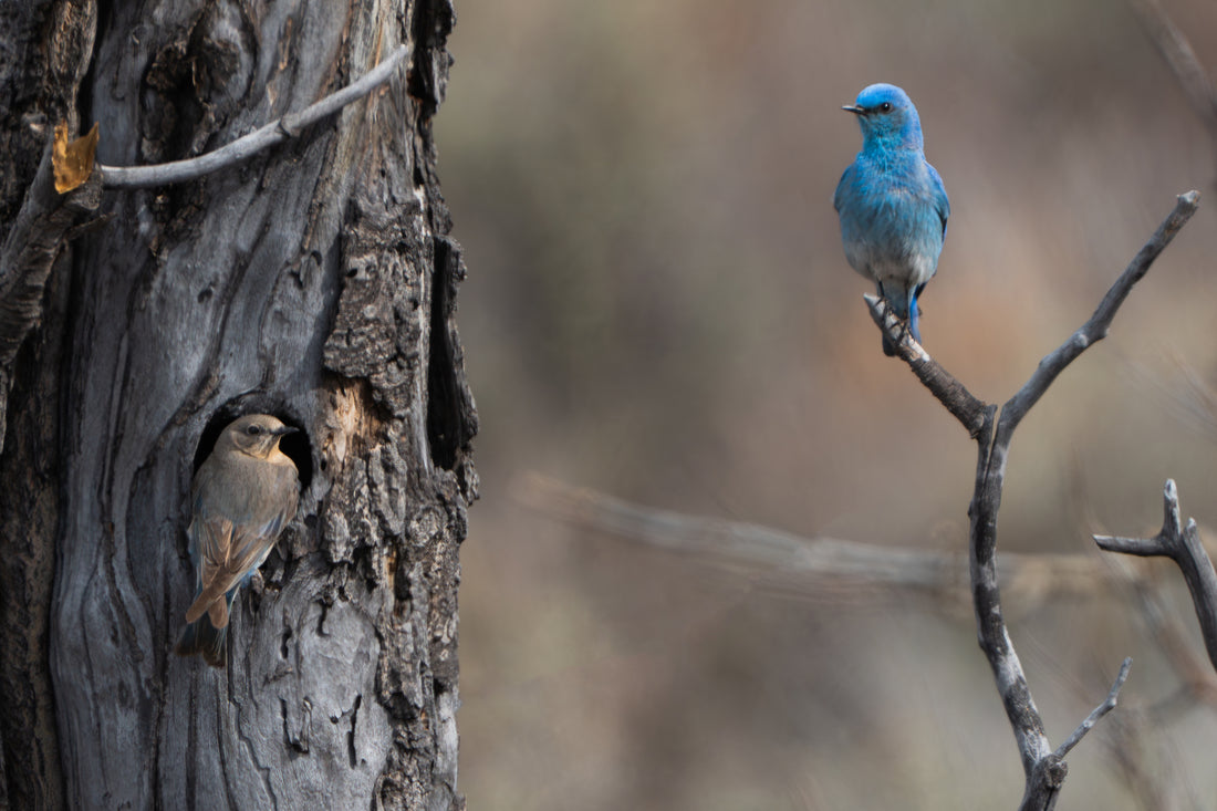 Mountain Bluebirds Building a Miracle