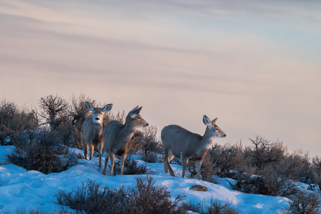 Deer of the Wind River Range