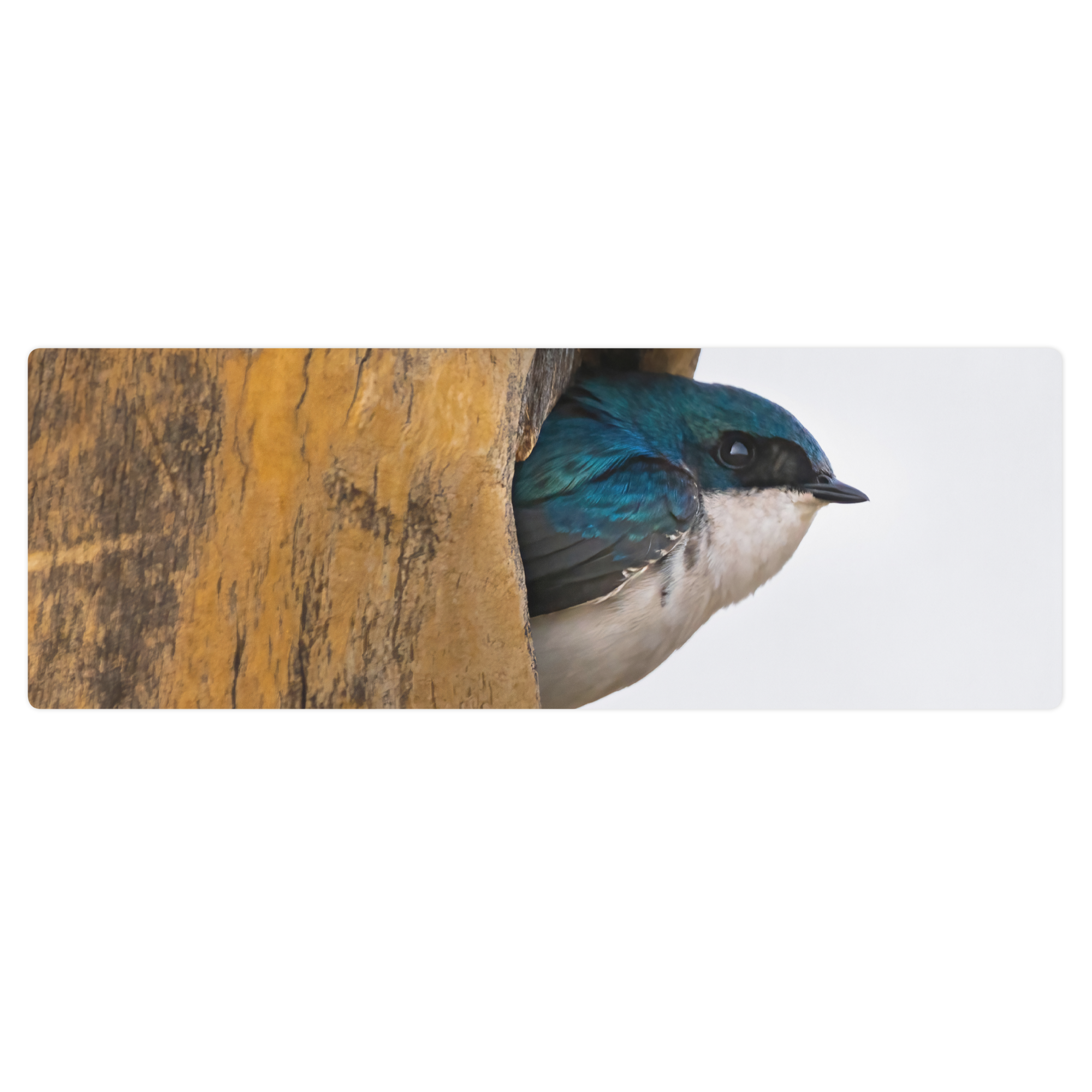 Tree Swallow Yoga mat