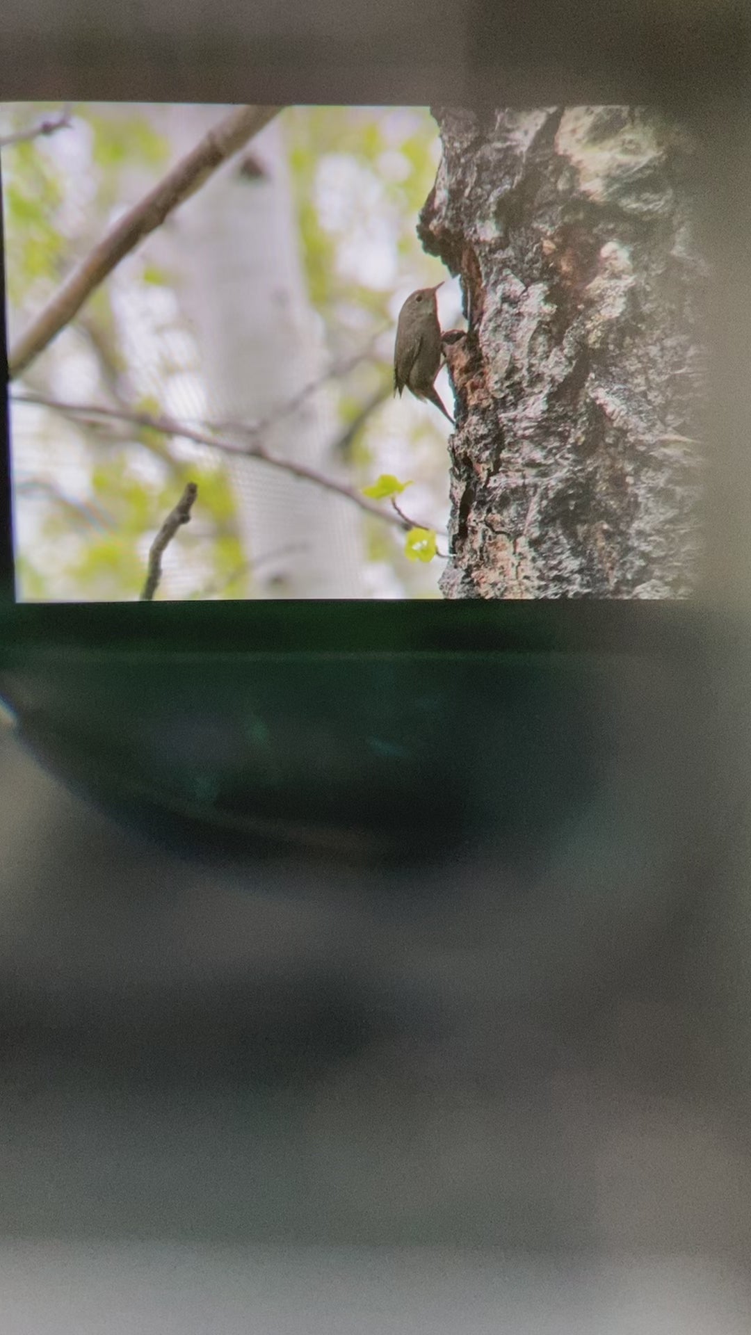 Bird Photography: House Wren