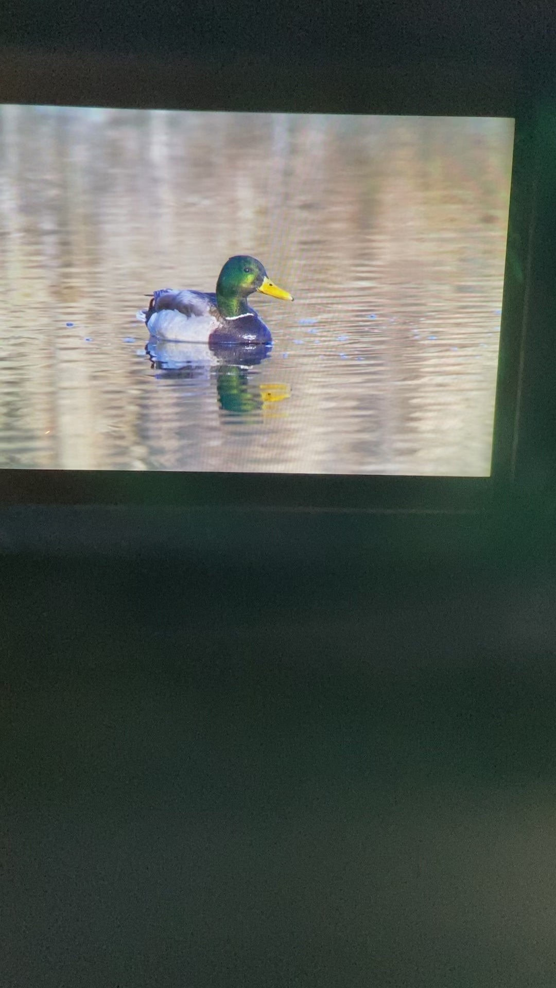 Bird Lover Gift: Male Mallard Duck Photo