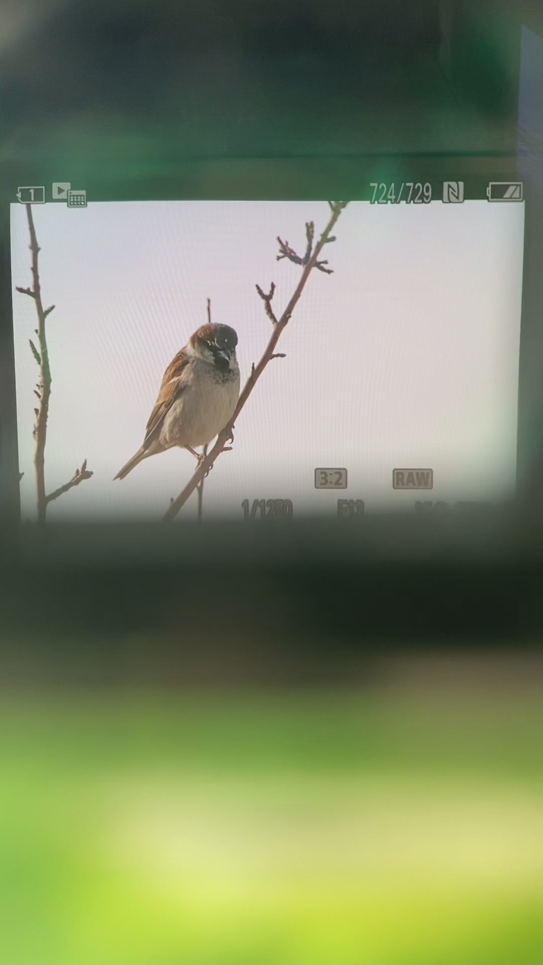 Bird Photography: House Sparrow
