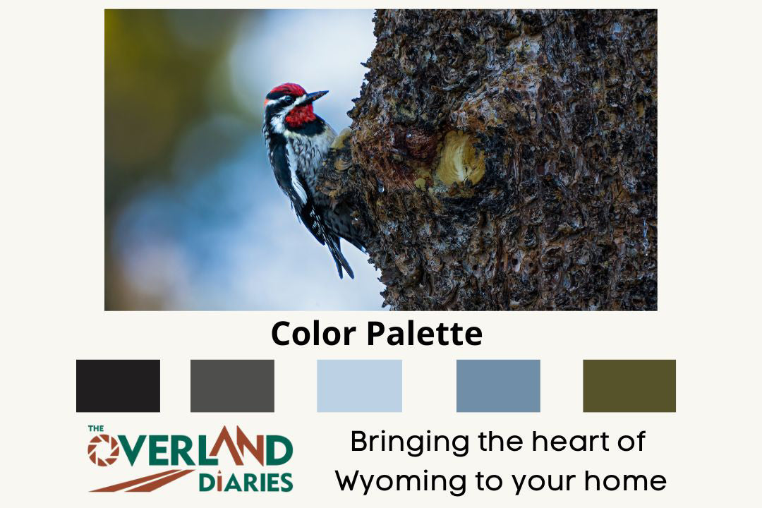 Woodpecker Photo - The Overland Diaries
