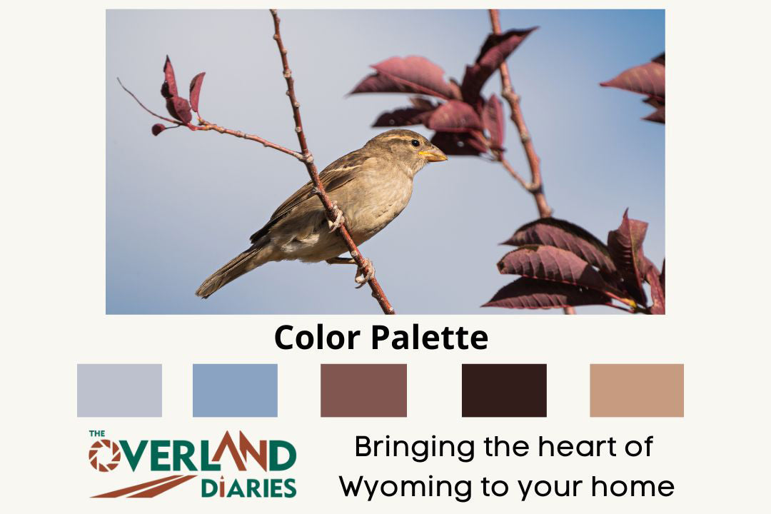 Bird Photography: House Sparrow - The Overland Diaries